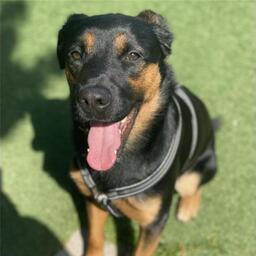 Kobe, han (rottweiler blanding) på 11 måneder