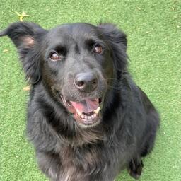 Bjørn, han (border collie-blanding) på 4 år