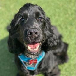 Cooper, han (engelsk cocker spaniel) på 1 år og 4 måneder