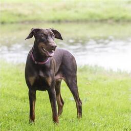 Luna, hun (dobermann) på 1 år og 1 måned