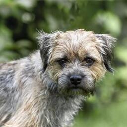 Loui, han (border terrier) på 1 år og 2 måneder