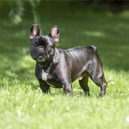 Max, han (fransk bulldog) på 2 år