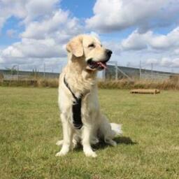 Balou, hanhund (golden retriever) på 4½ år