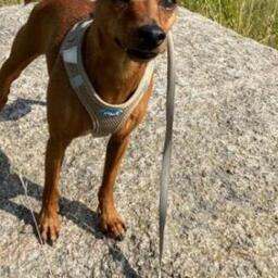 Felix, hanhund (dværg pinscher) på 4 år