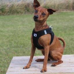 Felix, hanhund (dværg pinscher) på 4 år