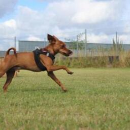 Felix, hanhund (dværg pinscher) på 4 år