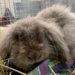 Mira, hunkanin (angora) på 1 år