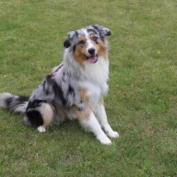 Sigma, hanhund (australian shepherd) på 1 år og 3 måneder