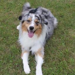 Sigma, hanhund (australian shepherd) på 1 år og 3 måneder