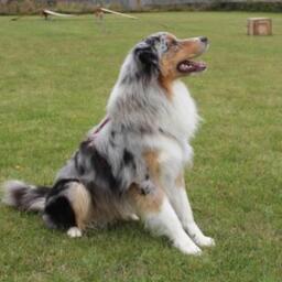 Sigma, hanhund (australian shepherd) på 1 år og 3 måneder