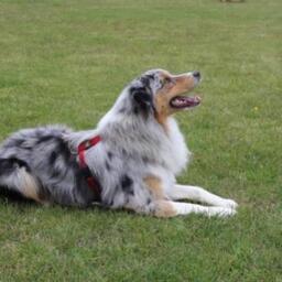 Sigma, hanhund (australian shepherd) på 1 år og 3 måneder